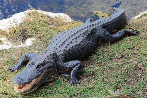 Alligator Den Everglades — Stockfoto