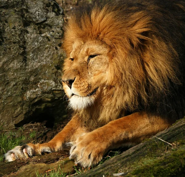 Africano Leão Selvagem Grande Gato Animal — Fotografia de Stock