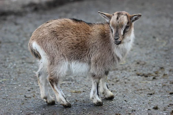 Jeune Chèvre Naine Tierpark Sababurg — Photo