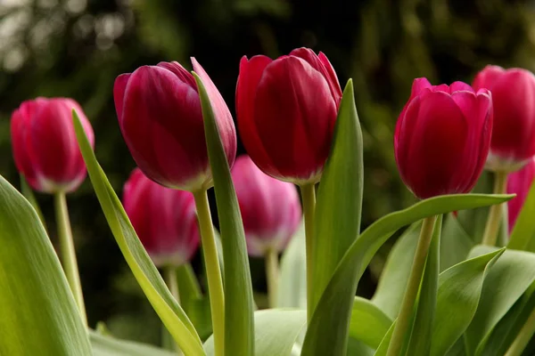 Tulipánové Květiny Květina — Stock fotografie