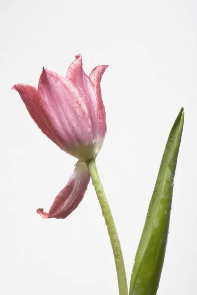 天然郁金香花的美丽景色 — 图库照片