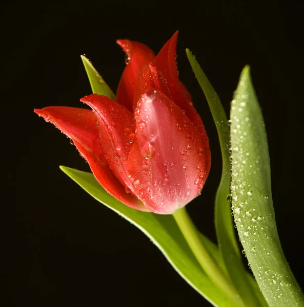 Tulipán Virágok Szirmok Tavaszi Növény — Stock Fotó