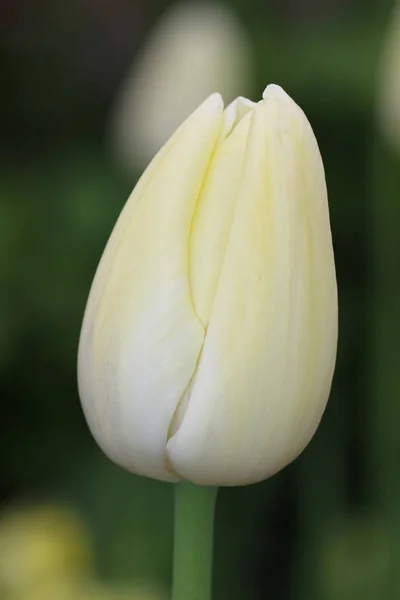 Malerischer Blick Auf Schöne Tulpenblumen — Stockfoto