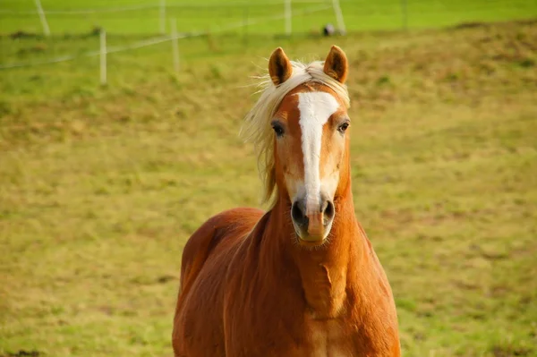 Curioso Haflinger Paddock — Fotografia de Stock