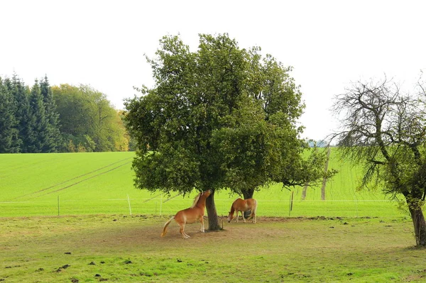 Koppel Mit Apfelbäumen Herbst — Stockfoto