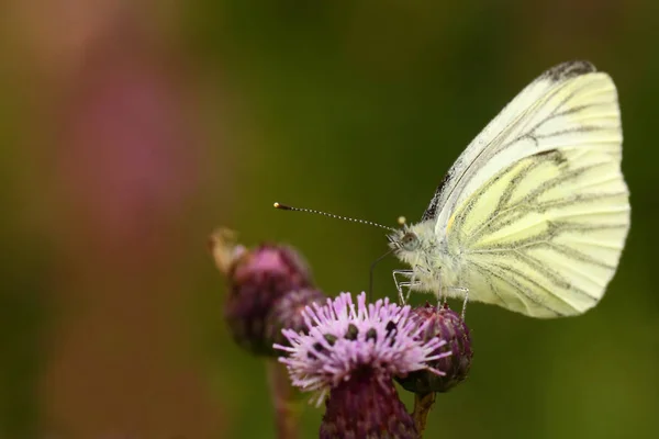 Groen Geaderd Wit Pieris Napi — Stockfoto