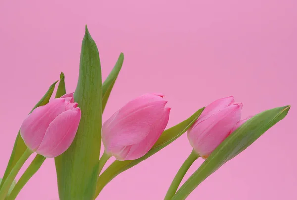 Blooming Spring Tulips Flowers — Stock Photo, Image