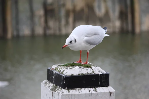 Seagull Pole Harbor — Stock Photo, Image