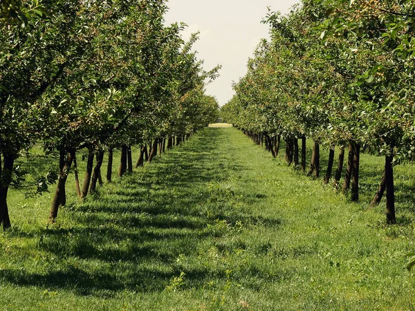 Schöner Apfelgarten Einer Reihe Auf Beiden Seiten — Stockfoto