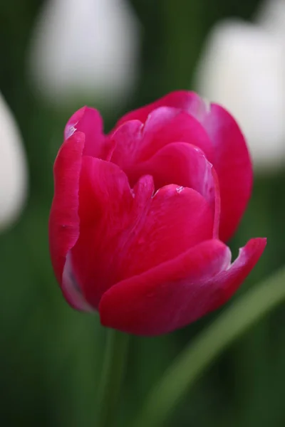 Fleurs Tulipe Floraison Flore — Photo