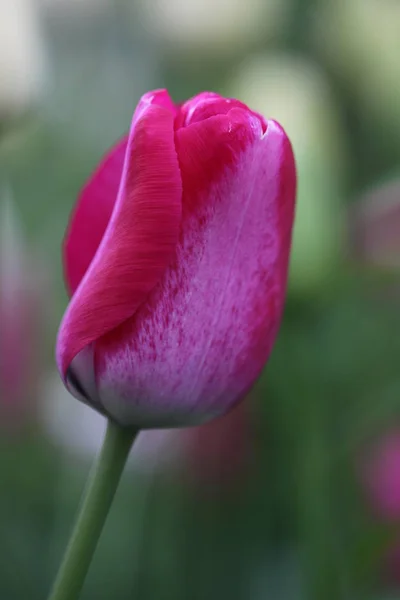 Zavřít Darwinův Tulipán — Stock fotografie