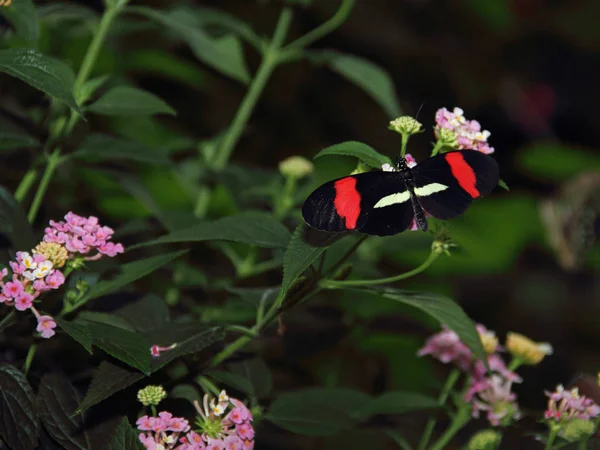 Vue Rapprochée Beau Papillon Coloré — Photo