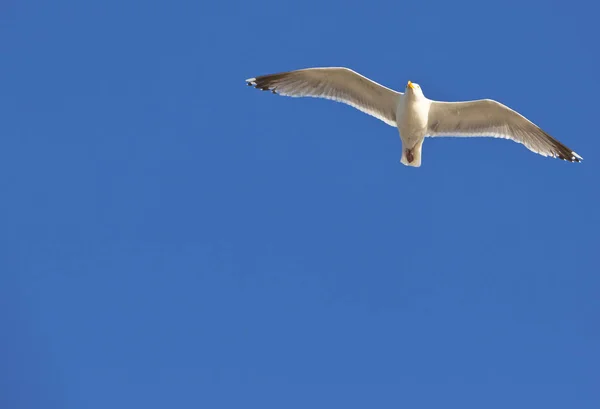 Moewe Flies Blue Sky Seagull Flying Blue Sky — стоковое фото