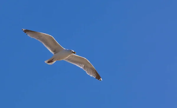 Moewe Gleitet Mit Ausgestreckten Flügeln — Stockfoto