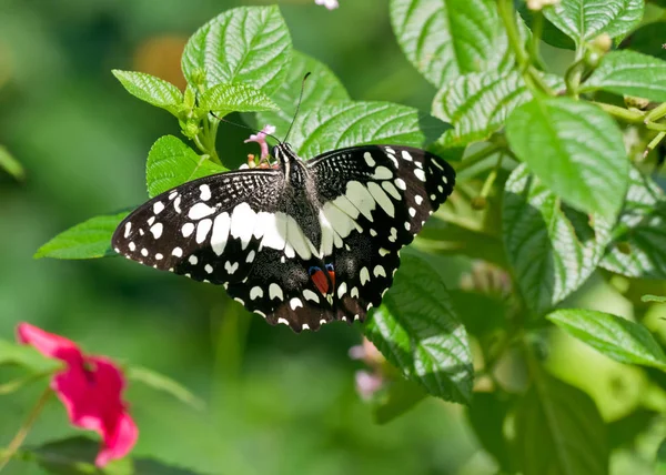 Papillon Asiatique Dans Sud Thaïlande — Photo