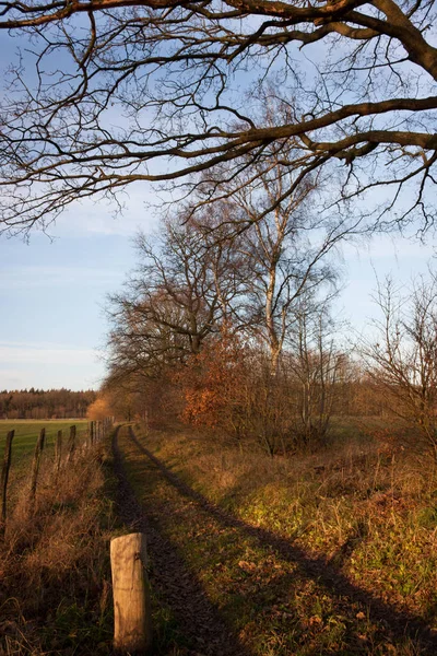 Path Forest — Stock Photo, Image