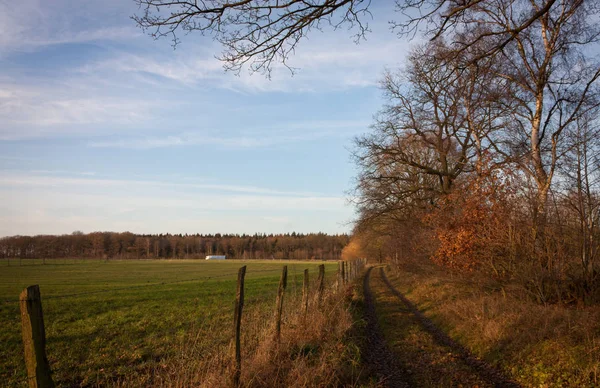 Weg Durch Den Wald — Stockfoto