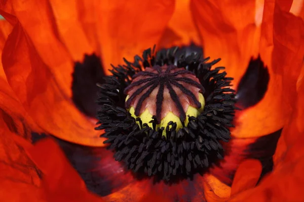 Vista Cerca Hermosas Flores Amapola Silvestre — Foto de Stock