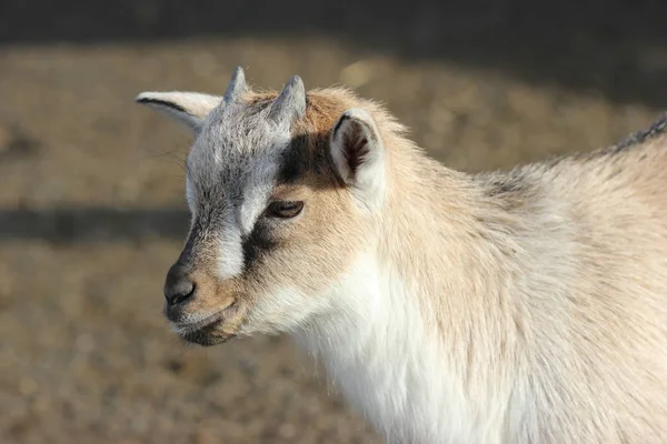 Young Pygmy Goat Zoo Sababurg — Stock Photo, Image