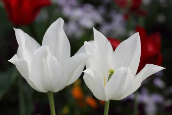 Квіти Тюльпанів Цвітіння Флори — стокове фото