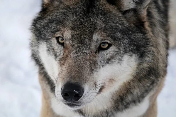 Visão Cênica Lobo Selvagem Natureza — Fotografia de Stock