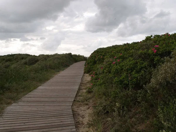 Panoramisch Uitzicht Duinen Selectieve Focus — Stockfoto