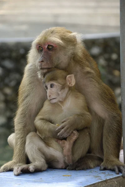 Macacos Rhesus Caverna Macacos Caracol — Fotografia de Stock