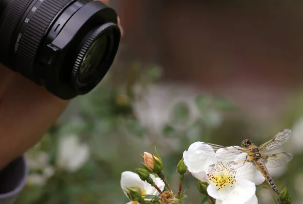 蜻蜓昆虫的特写宏观视图 — 图库照片