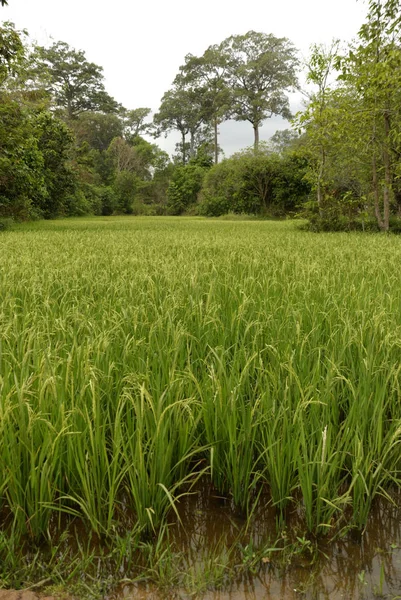 Pole Ryżowe Sim Reap Kambodża — Zdjęcie stockowe
