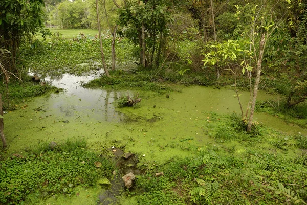 湿地在暹罗收获 山毛虫 — 图库照片