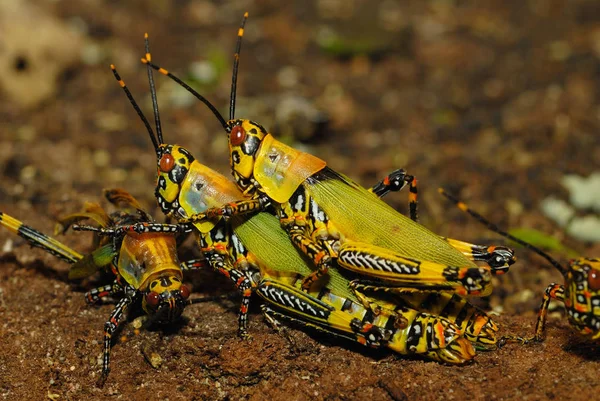 Sprinkhaneninsect Ongewervelde Bidwants — Stockfoto