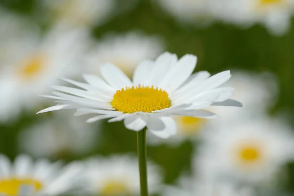 Vacker Utsikt Över Vackra Prästkragar Blommor — Stockfoto