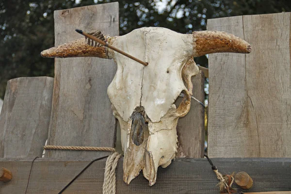 Cráneo Huesos Árbol Muerto —  Fotos de Stock