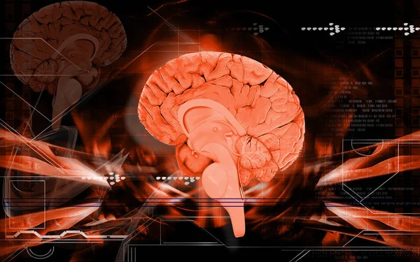 Ilustración Digital Del Cerebro Fondo Color — Foto de Stock