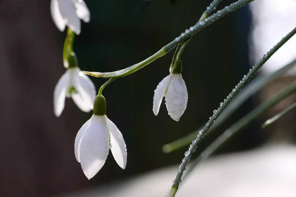 Białe Wiosenne Kwiaty Flora — Zdjęcie stockowe