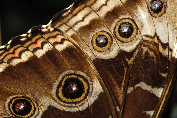 Närbild Insekter Vild Natur — Stockfoto