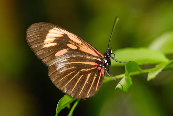 Пристрасть Метелик Heliconius — стокове фото