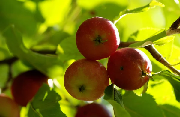 Apfelbaum Ernährung Frisch Und Gesund — Stockfoto