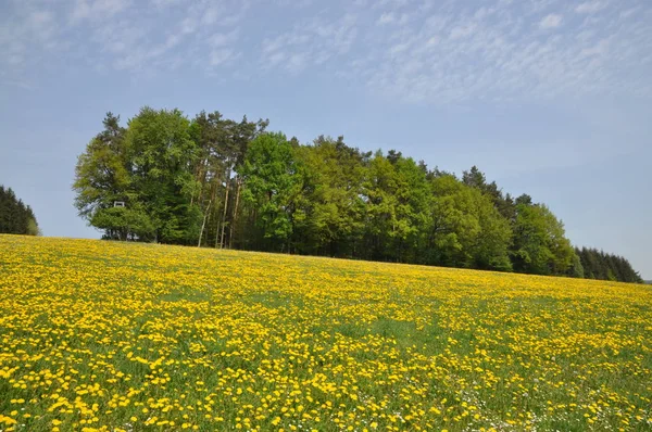 Vista Pittoresca Della Scena Della Natura — Foto Stock