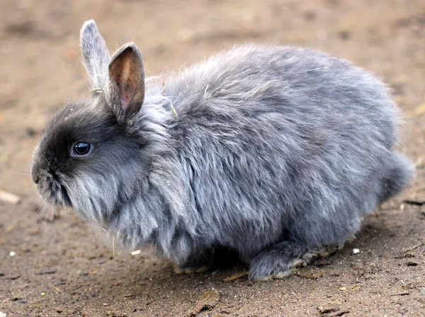 Lionhead Lapins Nains Dans Tierpark Sababurg — Photo