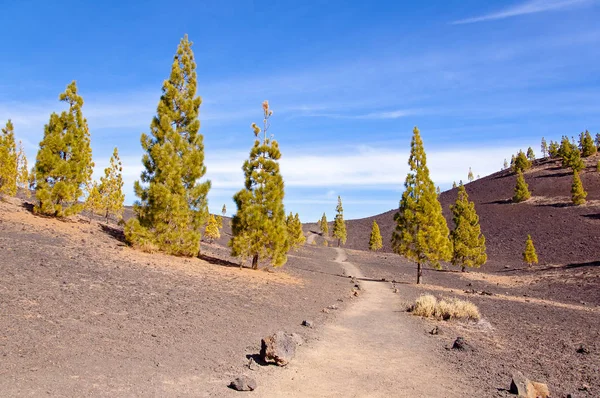 Sentier Randonnée Pédestre Sur Teide — Photo