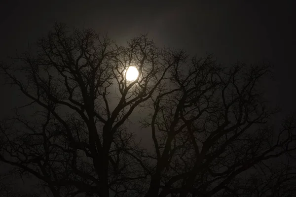 Árboles Luna Por Noche — Foto de Stock