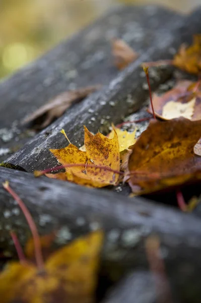 Primer Plano Las Hojas Otoño —  Fotos de Stock