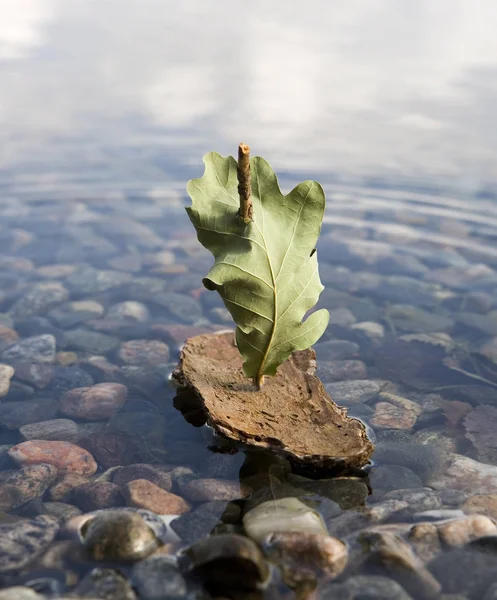 Bark Boat Dans Eau Close — Photo