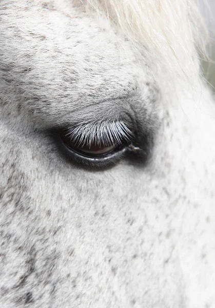 Detail Hlavy Bílého Koně Dlouhými Řasami — Stock fotografie