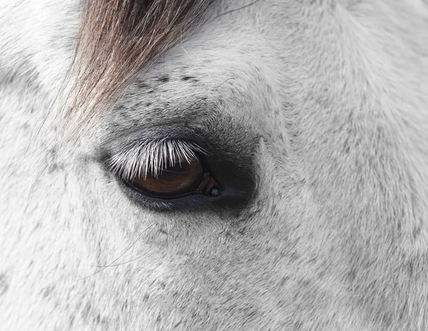 Detalhe Cabeça Cavalo Branco Com Pestanas Longas — Fotografia de Stock