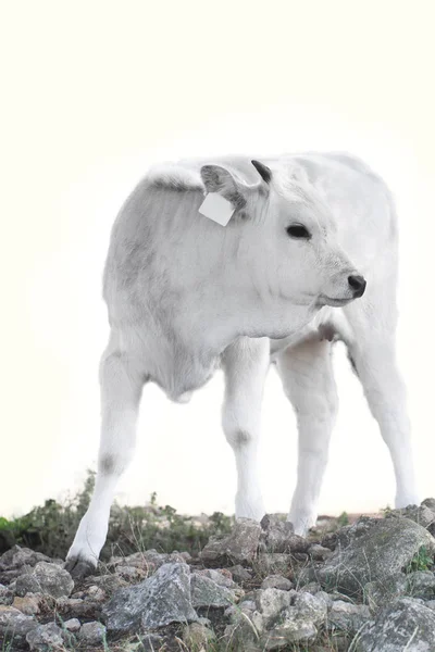 Ruminant Hungarian Gray Cattle Bull — Stock Photo, Image