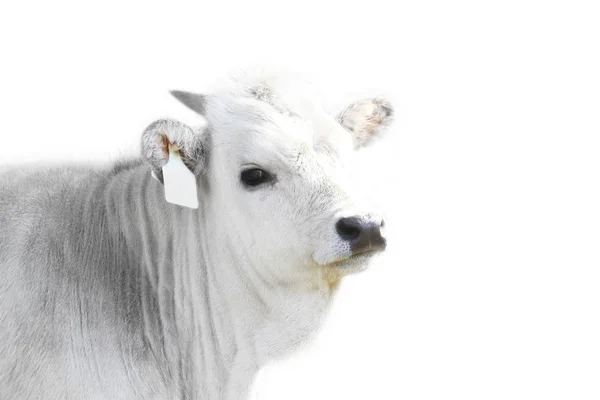 Ruminant Hungarian Gray Cattle Bull — Stock Photo, Image