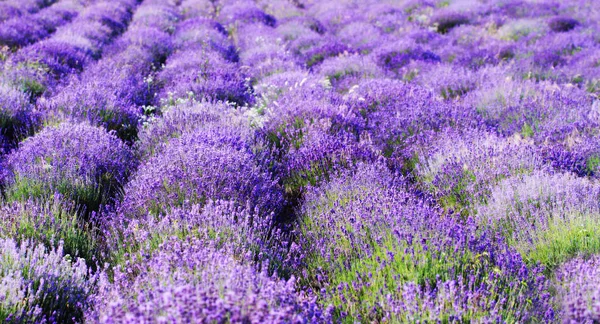 Cor Campo Lavanda Paisagem Natural Vegetal — Fotografia de Stock