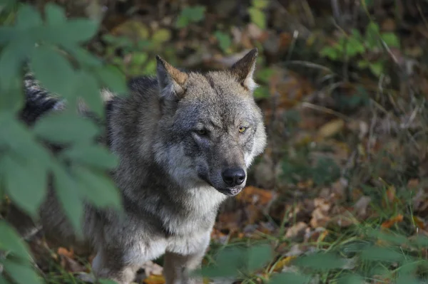 Vista Panorámica Del Lobo Salvaje Naturaleza — Foto de Stock